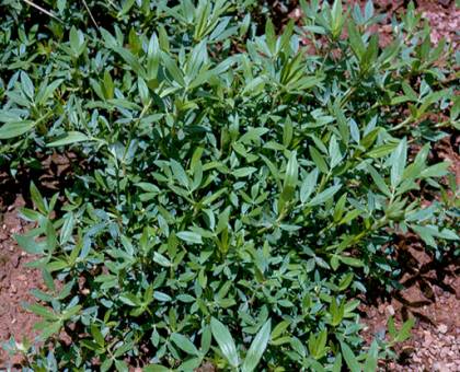 Stylosanthes humilis (Townsville stylo)